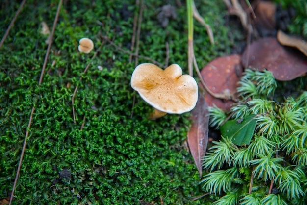 사진 ⁇ 에서 자라는 버섯과 식물의 클로즈업