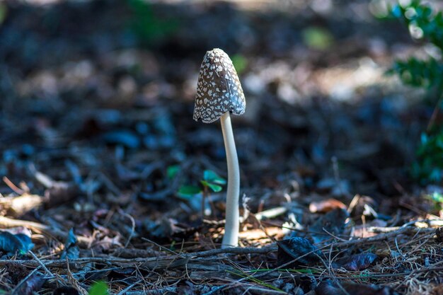 写真 森で育つキノコのクローズアップ