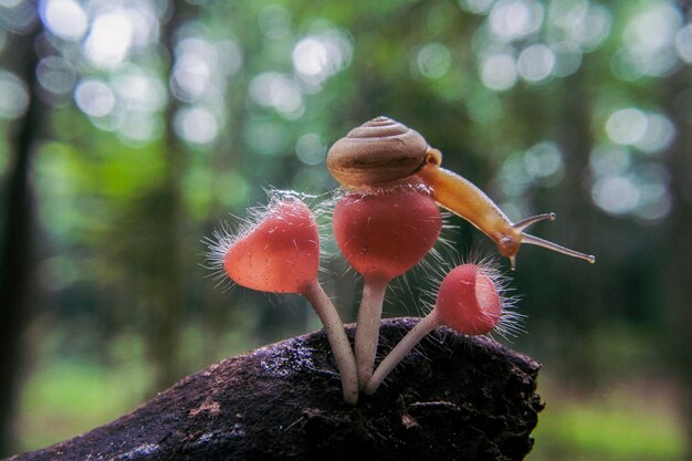 写真 森で育つキノコのクローズアップ