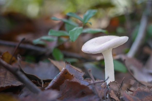 Фото Близкий взгляд на гриб, растущий на поле