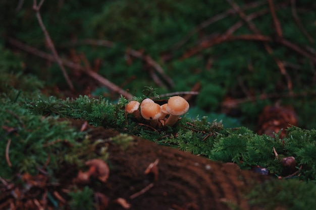 사진 에서 자라는 버섯 의 클로즈업