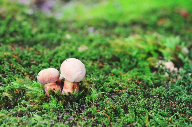 사진 잔디 에서 자라는 버섯 의 클로즈업