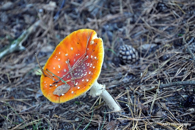 写真 草原で育つキノコのクローズアップ