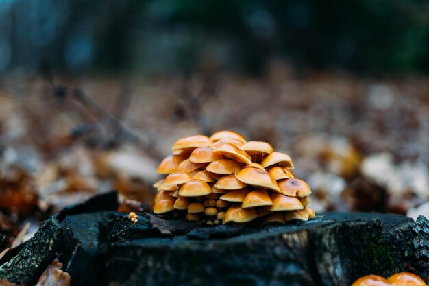 Фото Крупный план гриба, растущего на дереве в лесу