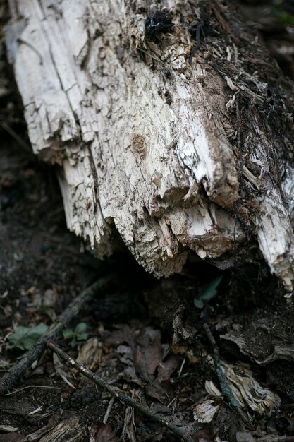 Фото Близкий взгляд на гриб, растущий на стволе дерева