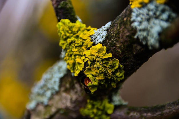 Фото Близкий план гриба, растущего на стволе дерева.