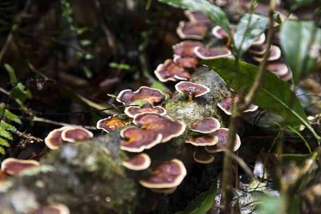 写真 畑で育つキノコのクローズアップ