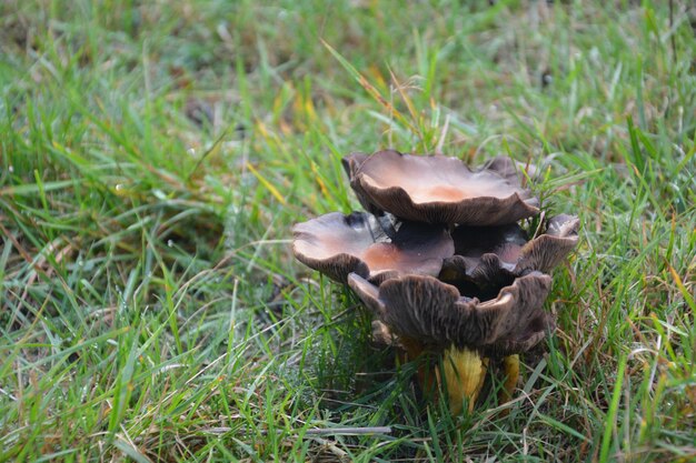 写真 草原で育つキノコのクローズアップ