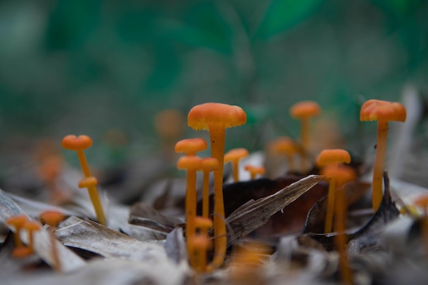 Фото Крупный план грибов, растущих на суше