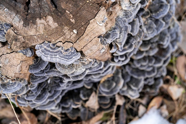 Фото Крупный план грибов, растущих на стволе дерева