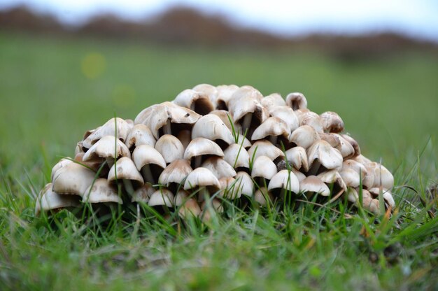 Фото Крупный план грибов на поле