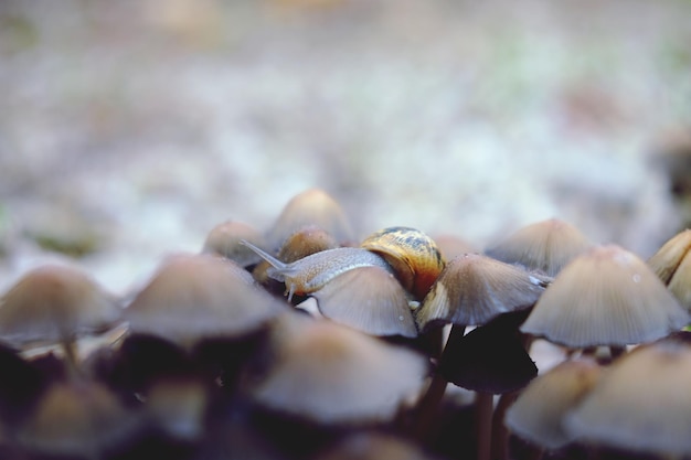 写真 キノコのクローズアップ