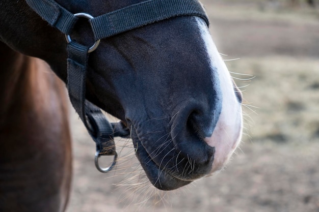 写真 白い鼻の選択的な焦点で,栗色の馬の鼻のクローズアップ