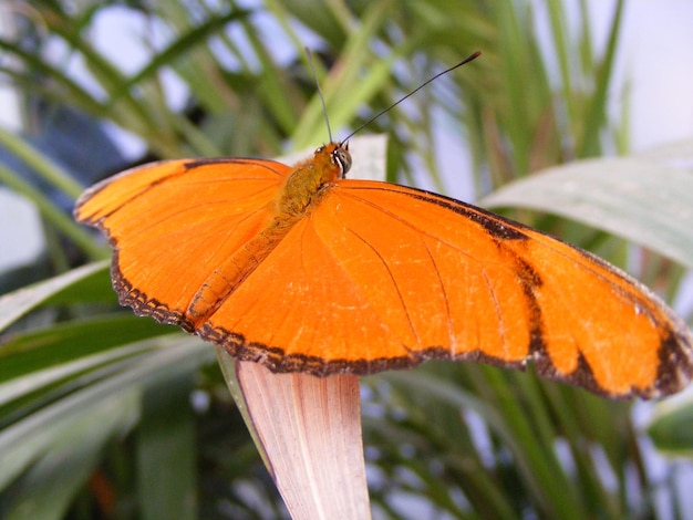 Фото Крупный план оранжевой бабочки на листе