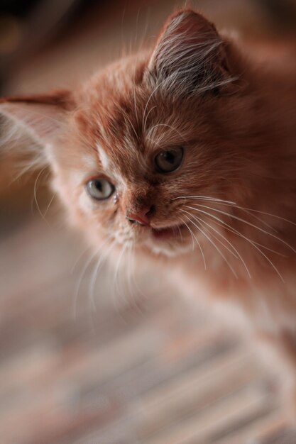 Фото Близкий план оранжевой кошки такой милый