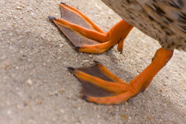 写真 陸上のオレンジカニのクローズアップ