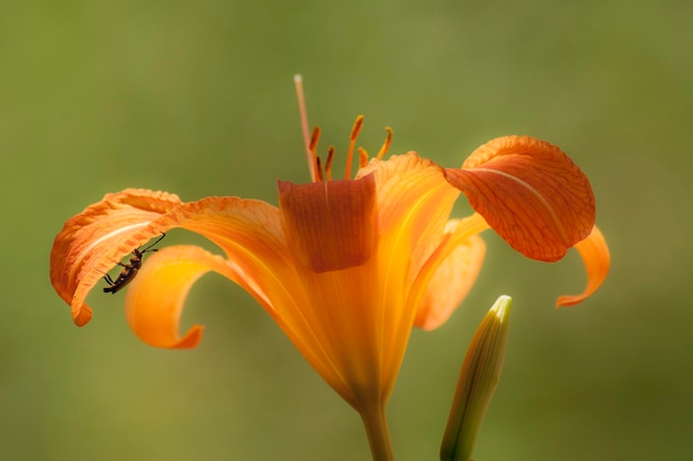 Фото Близкий план оранжевой лилии