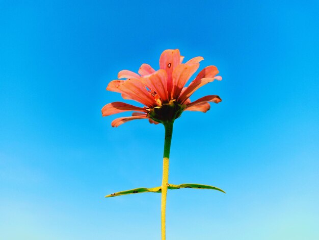 写真 青い空を背景にオレンジの花のクローズアップ