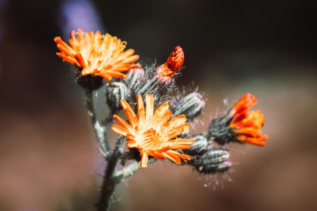 写真 オレンジの花のクローズアップ