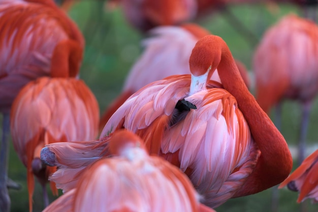 写真 オレンジの花のクローズアップ