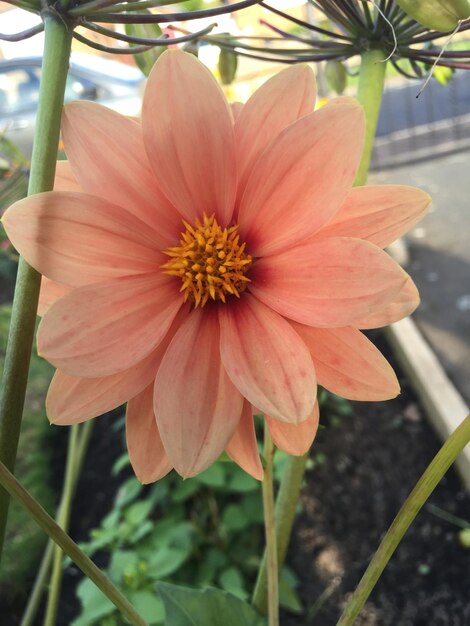 写真 オレンジの花のクローズアップ