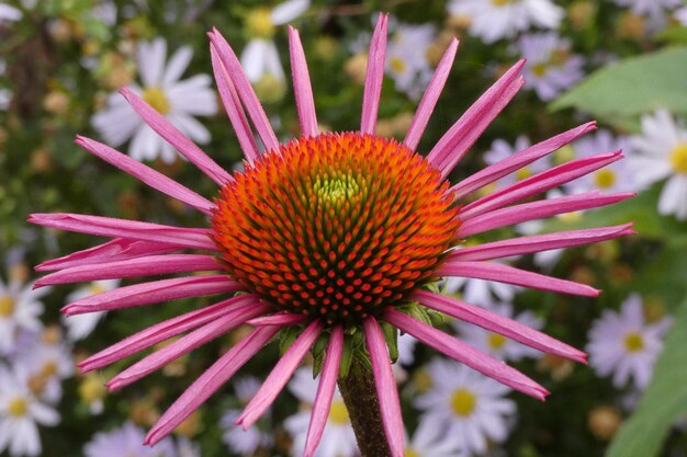 写真 オレンジの花のクローズアップ