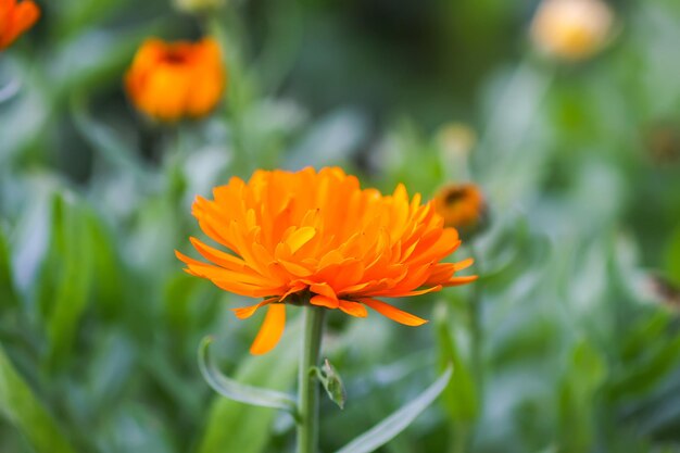 写真 オレンジの花のクローズアップ