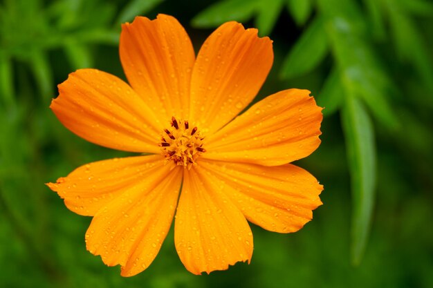 写真 オレンジの花のクローズアップ