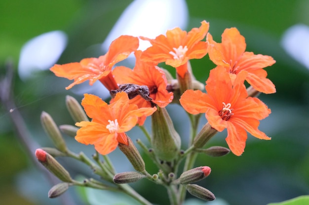 写真 オレンジの花がく植物のクローズアップ