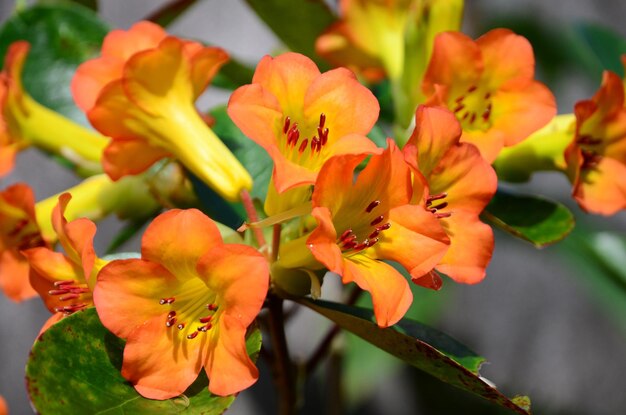 写真 オレンジの花がく植物のクローズアップ