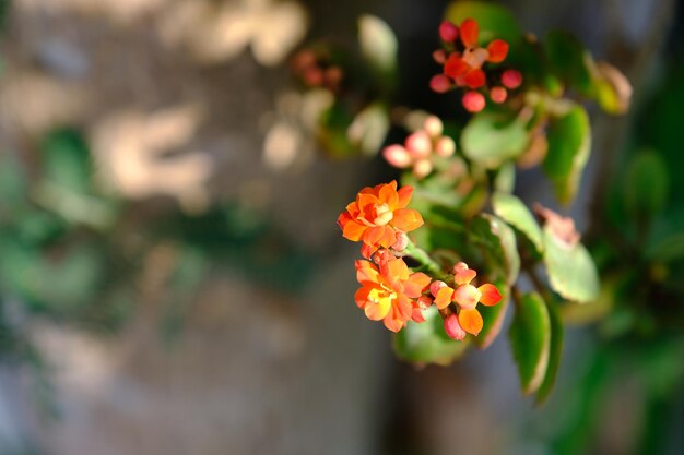 写真 オレンジの花を ⁇ かせる植物のクローズアップ