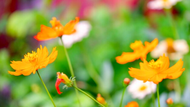 写真 畑でオレンジの花をかせる植物のクローズアップ