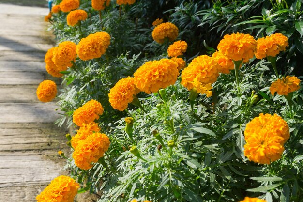 写真 オレンジの花をかせる植物のクローズアップ