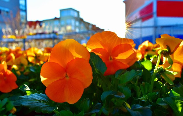 写真 オレンジの花をかせる植物のクローズアップ