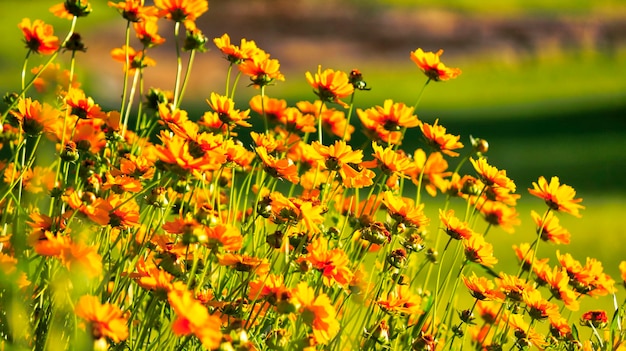 写真 オレンジの花をかせる植物のクローズアップ