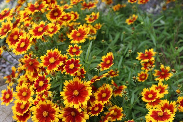 写真 オレンジの花をかせる植物のクローズアップ