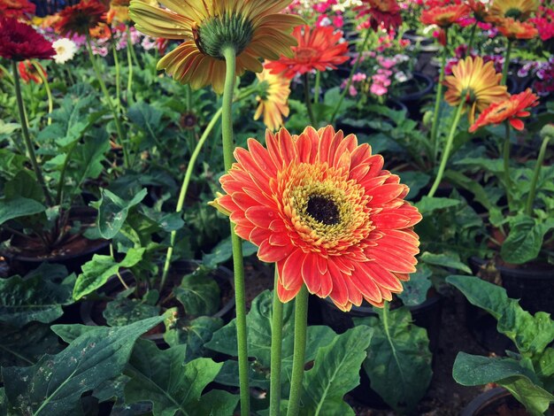 写真 外でいているオレンジの花のクローズアップ