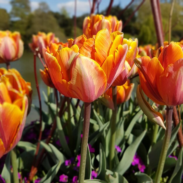 写真 オレンジの花のクローズアップ