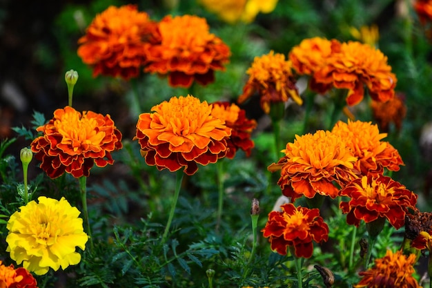 写真 オレンジの花のクローズアップ