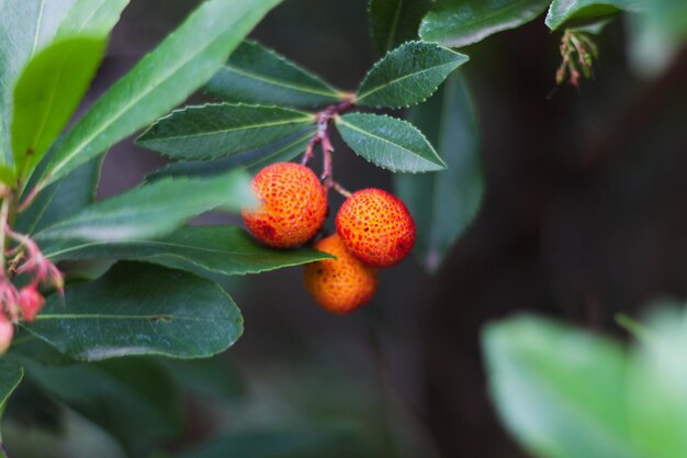 写真 植物上のオレンジの果実のクローズアップ