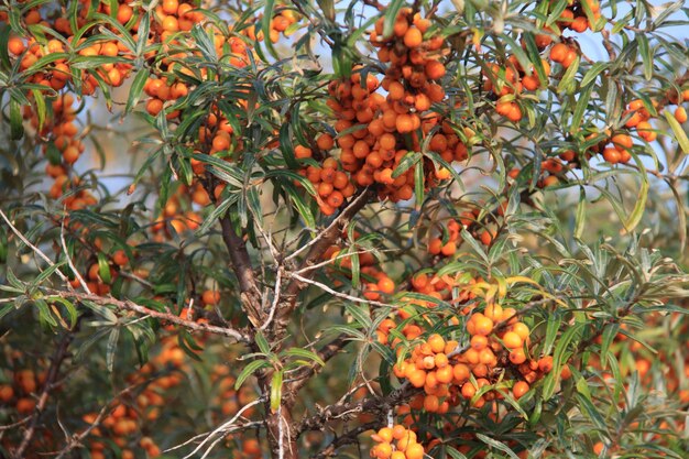 사진 나무 에 있는 오렌지 과일 의 클로즈업
