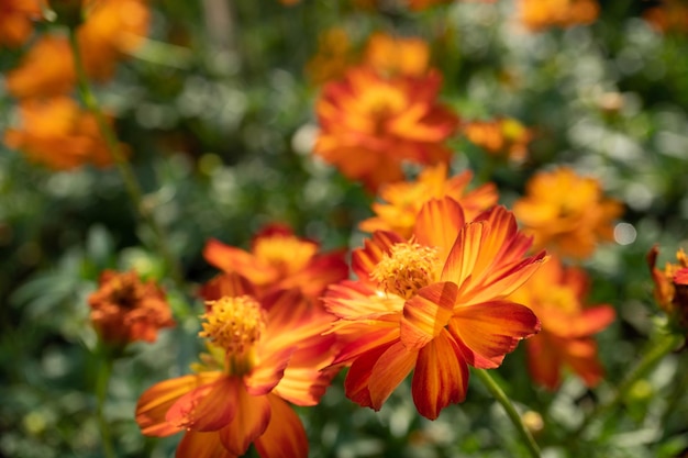 사진 오렌지색 마리골드 꽃 의 클로즈업