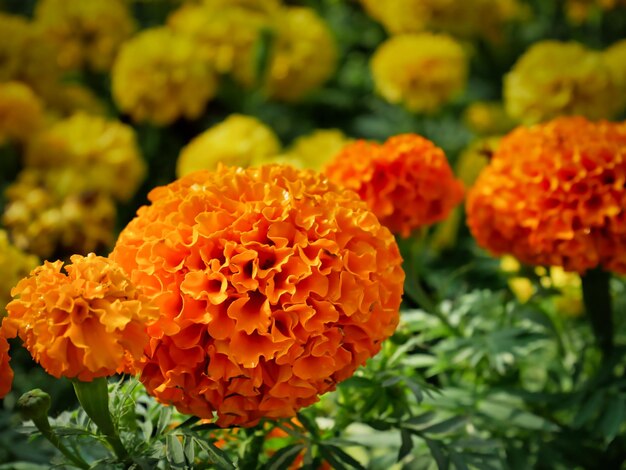 Фото Близкий план цветов оранжевого маргаритка