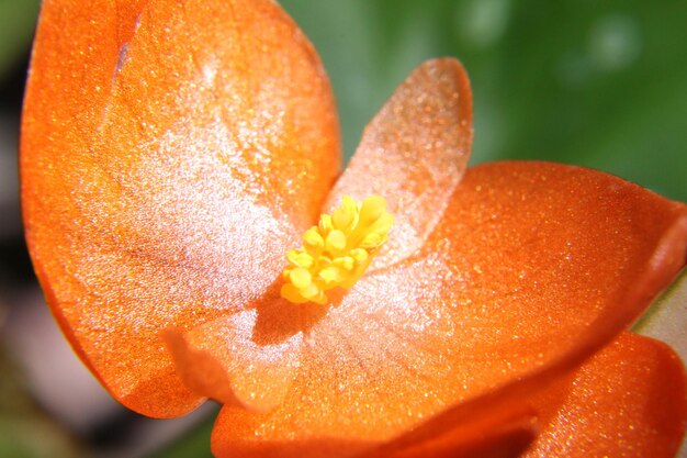 写真 オレンジのバラの花のクローズアップ