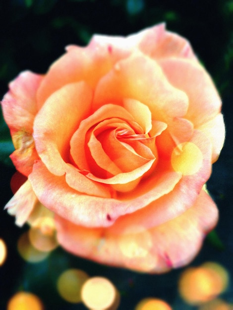 写真 オレンジのバラのクローズアップ