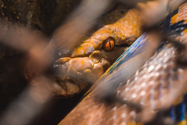 写真 オレンジ色のヘビのクローズアップ