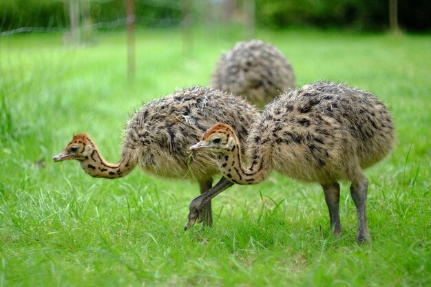 写真 緑の野原でのオオカミののクローズアップ