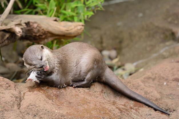 写真 ウッター の クローズアップ