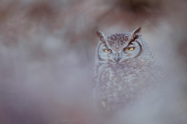 写真 森の中のオオカミのクローズアップ