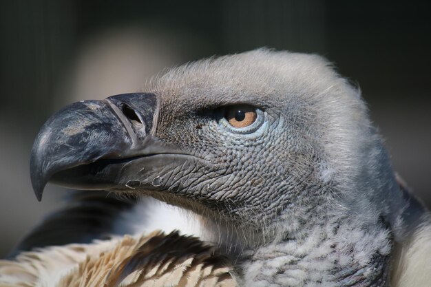 写真 オオカミが遠くを見ているクローズアップ